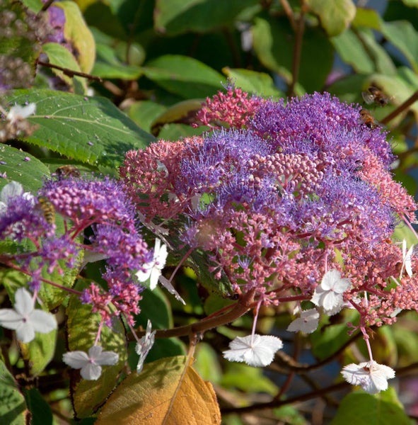 Nahaufnahme einer Tellerhortensie mit lila und roten Blüten