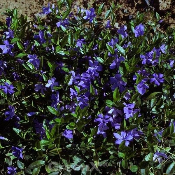 Immergrün Pflanze mit Blättern und Blüten