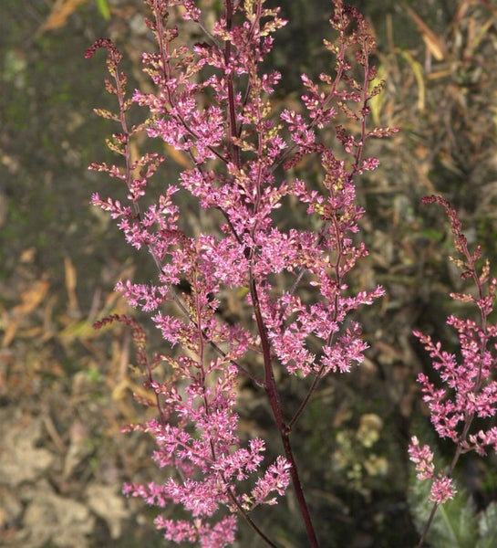 Astilbe Pflanze mit rosafarbenen Blüten