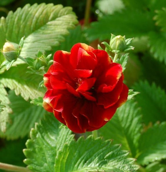 Blüte der Blutwurz Pflanze