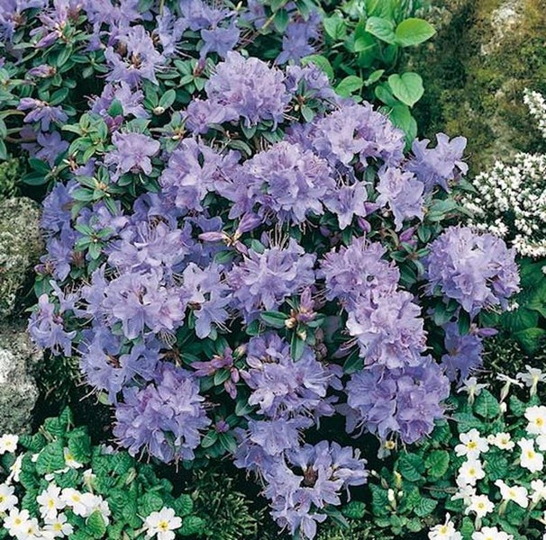 Blühender Rhododendron im Garten.