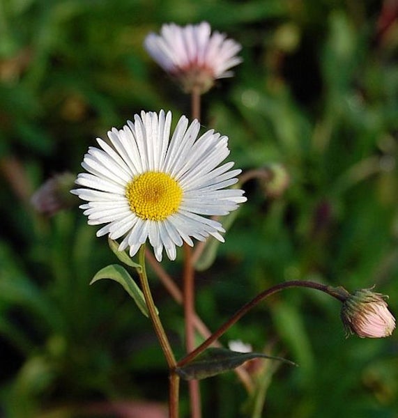 Gänseblümchen mit weißen Blütenblättern und gelber Mitte