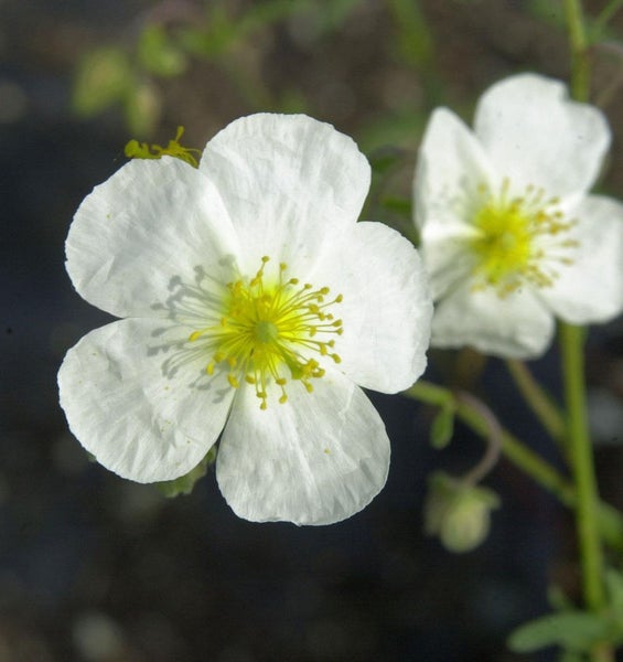 Nahaufnahme von weißen Zistrosenblüten mit gelben Staubgefäßen