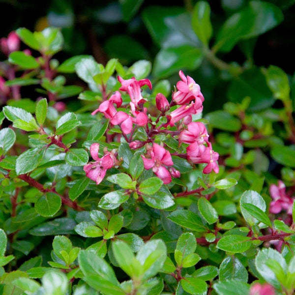 Nahaufnahme einer Hebe-Pflanze mit grünen Blättern und rosa Blüten