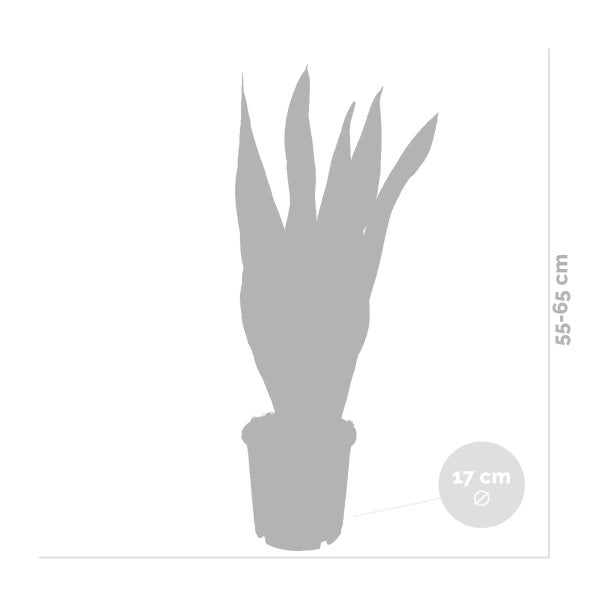 Bloomique - Sansevieria Laurentii - Bogenhanf - Sukkulenten - Zimmerpflanzen - Sehr Pflegeleicht - Höhe 60-70 cm - Topf 17 cm