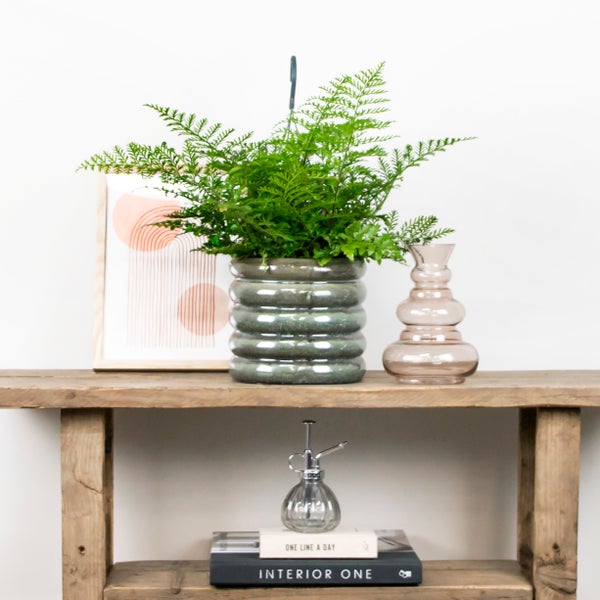 Asplenium Parvati – Curly Farn – Hängepflanze – Desodorierend – ⌀17 cm - ↕30-40 cm