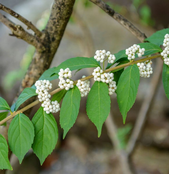Zweig mit grünen Blättern und weißen Beeren