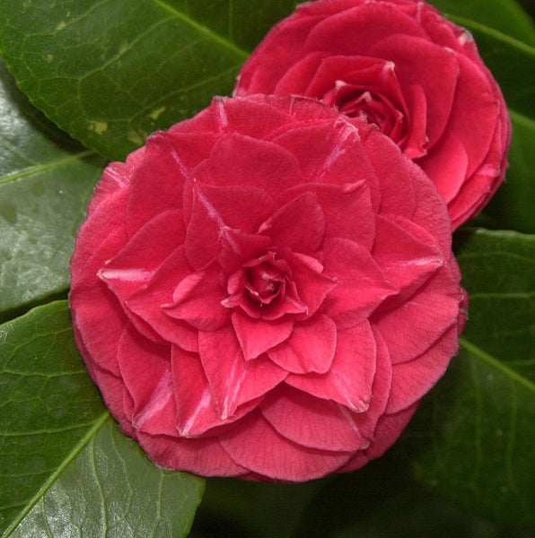 Kamelienblüte mit Blättern