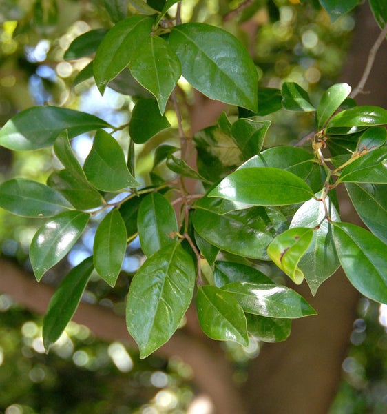 Nahaufnahme eines Lorbeerblatts