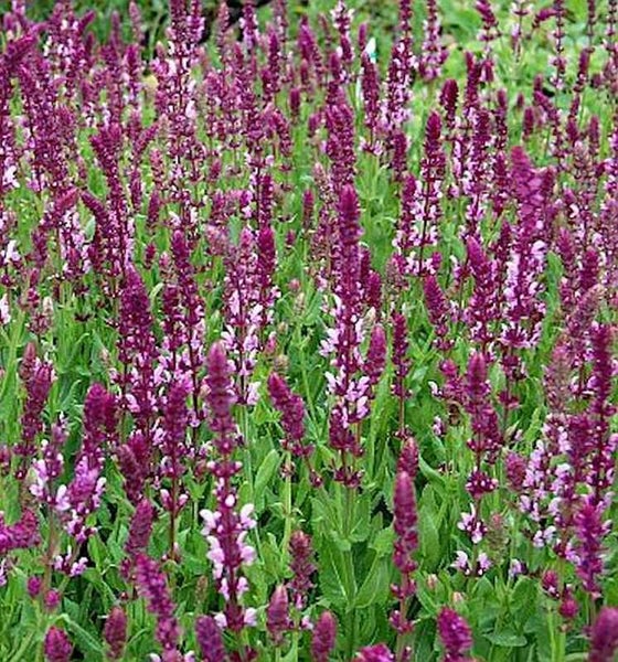 Blühende Salbeipflanzen im Garten