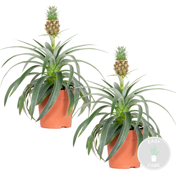 Bloomique - 2er Set - Ananas Comosus - Ananas Pflanze - Bromelien - Zimmerpflanzen - Luftreinigend - Höhe 30-40 cm - Topf 12 cm