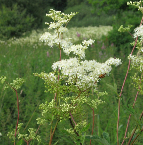 Echtes Mädesüß mit weißen Blüten im Garten
