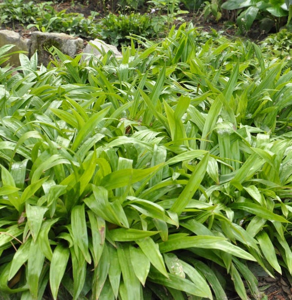 Bärlauchpflanzen im Garten