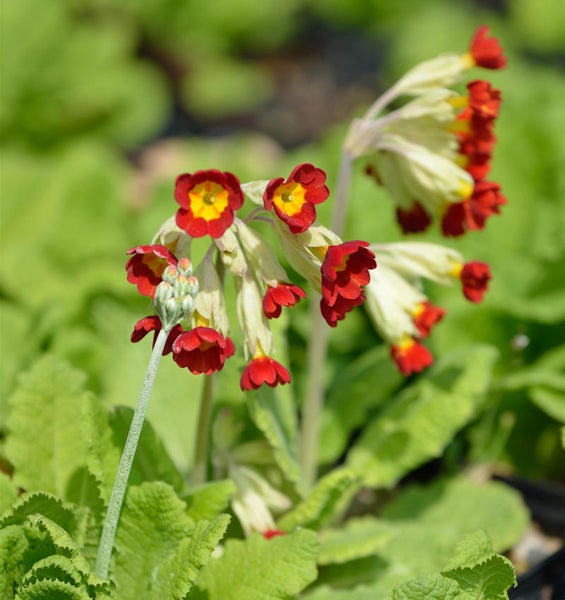 Blühende Schlüsselblume mit roten und gelben Blüten