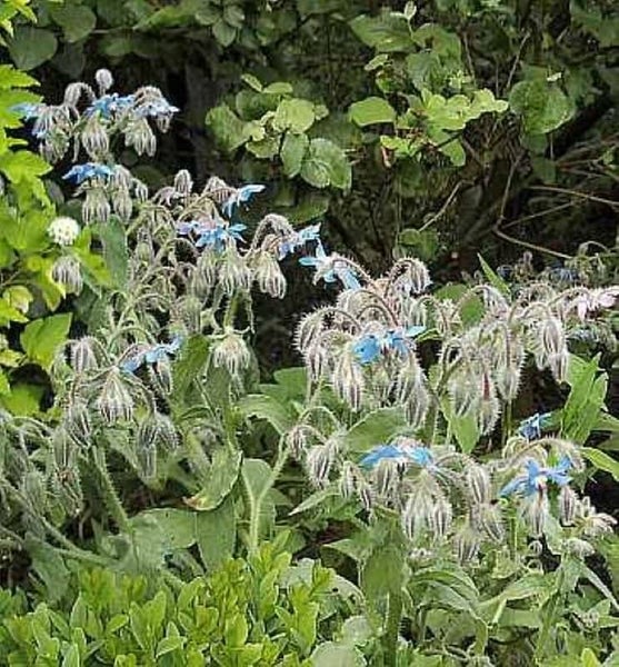 Borretsch Pflanze im Garten