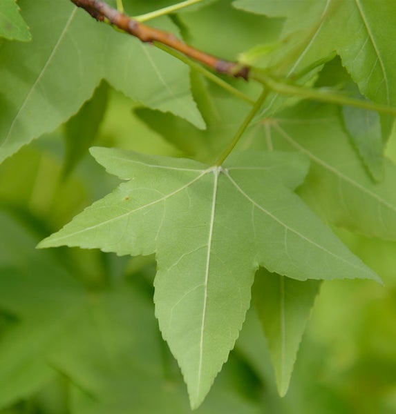 Blätter des Amberbaums