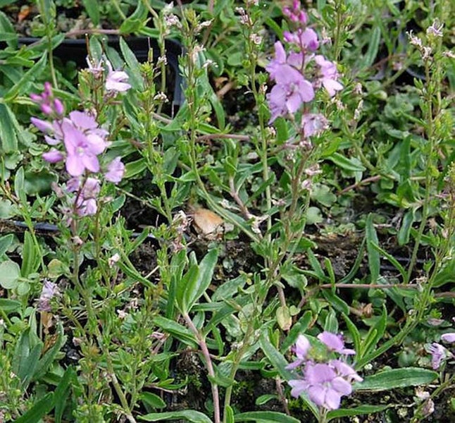Aufnahme von Ehrenpreis-Pflanzen mit grünen Blättern und lila Blüten.