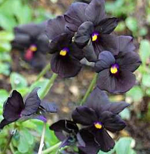 Nahaufnahme von dunklen Stiefmütterchen mit gelben Blüten