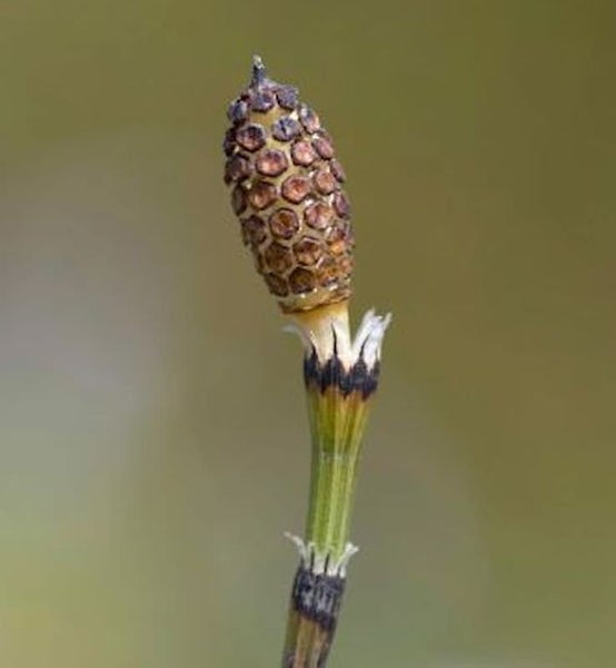 Nahaufnahme eines Acker-Schachtelhalm Sprosses