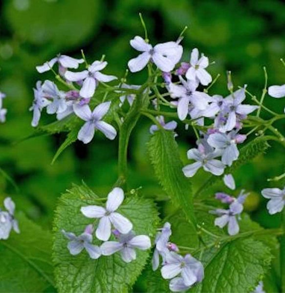 Blütenstand mit Silberblattblüten und grünen Blättern