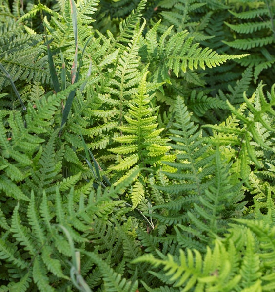 Nahaufnahme von Farnen im Garten