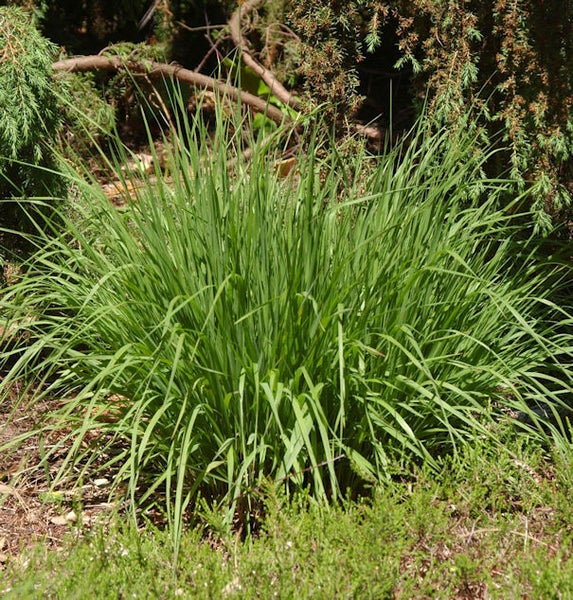 Büschel von Ziergras im Garten