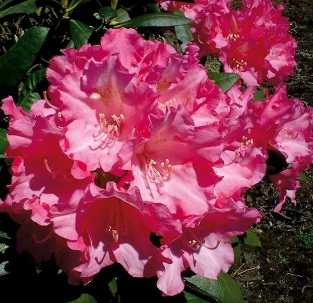 Nahaufnahme einer Rhododendronblüte