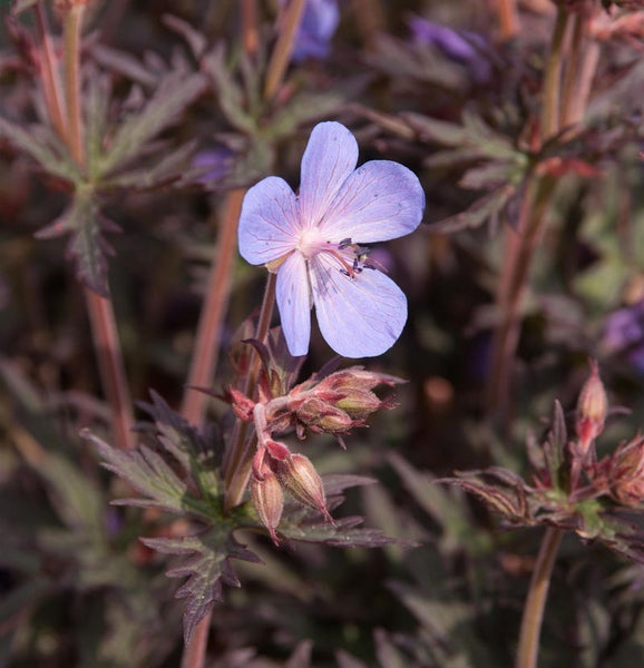 Nahaufnahme einer einzelnen Storchschnabelblüte mit grünen Blättern