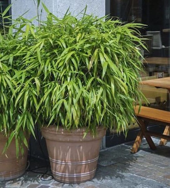 Bambuspflanze in Pflanzkübel