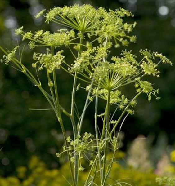 Doldenblütler im Garten