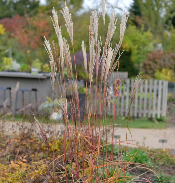 Chinaschilf im Garten