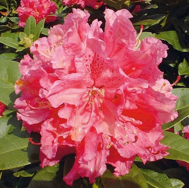 Nahaufnahme einer rosa blühenden Rhododendron Pflanze.