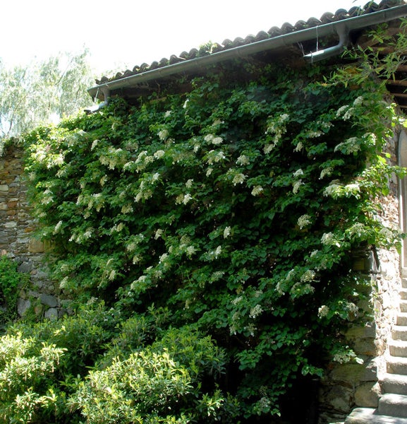 Kletterhortensie bedeckt eine Steinmauer mit weißen Blüten.