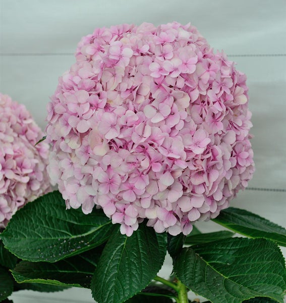 Nahaufnahme einer rosa Hortensienblüte mit grünen Blättern