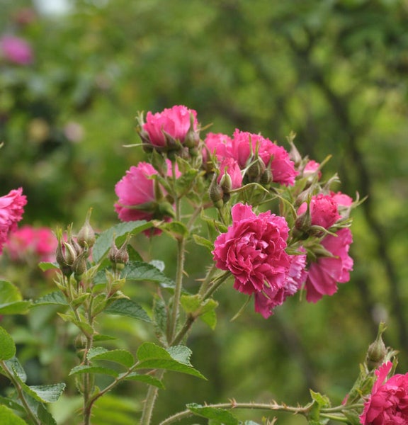 Nahaufnahme einer Rose mit pinkfarbenen Blüten und grünen Blättern