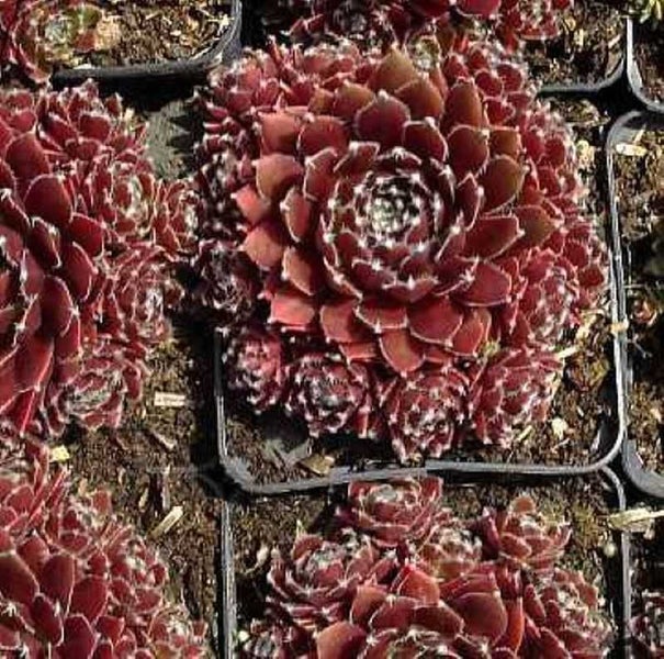 Hauswurz in einem Topf