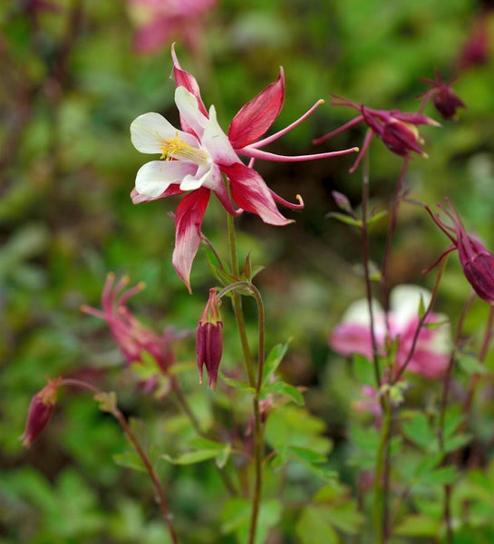 Akeleiblume im Garten