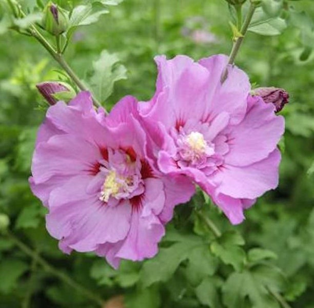 Nahaufnahme von zwei rosafarbenen Hibiskusblüten mit grünen Blättern