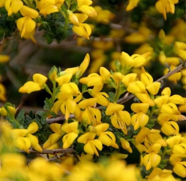 Ginster mit gelben Blüten