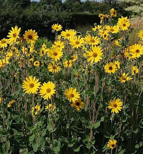 Gelbe Stauden-Sonnenblumen im Garten