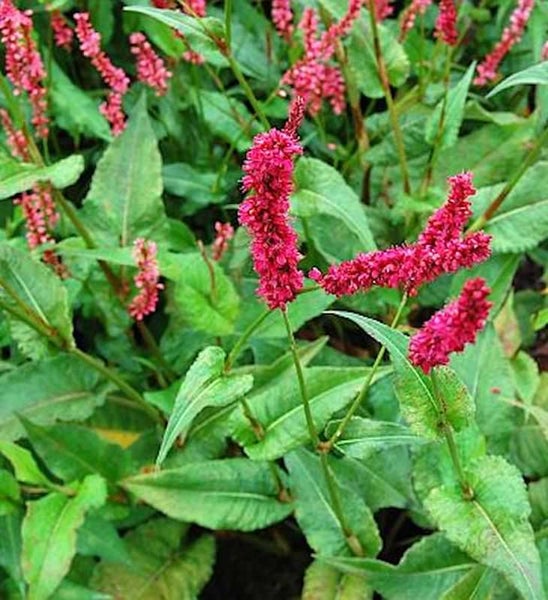 Blütenstand von Knöterich