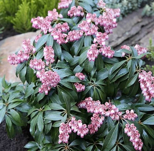 Schattenglöckchen mit rosa Blüten und grünen Blättern im Garten.
