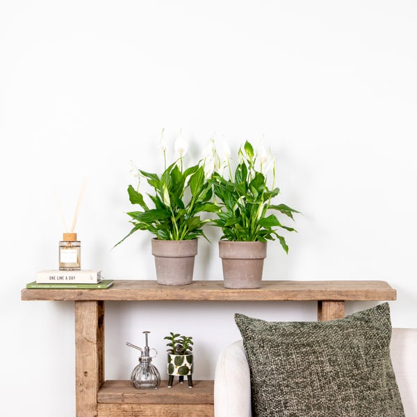 Bloomique - Spathiphyllum Torelli - Friedenslilie - Einblatt Zimmerpflanze - Zimmerpflanzen - Luftreinigend - Höhe 30-40 cm - Topf 12 cm