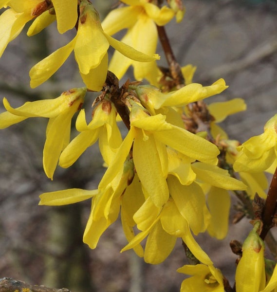 Nahaufnahme von Forsythienblüten an einem Zweig