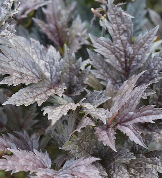 Nahaufnahme einer Purpurglöckchen Pflanze mit gezackten Blättern