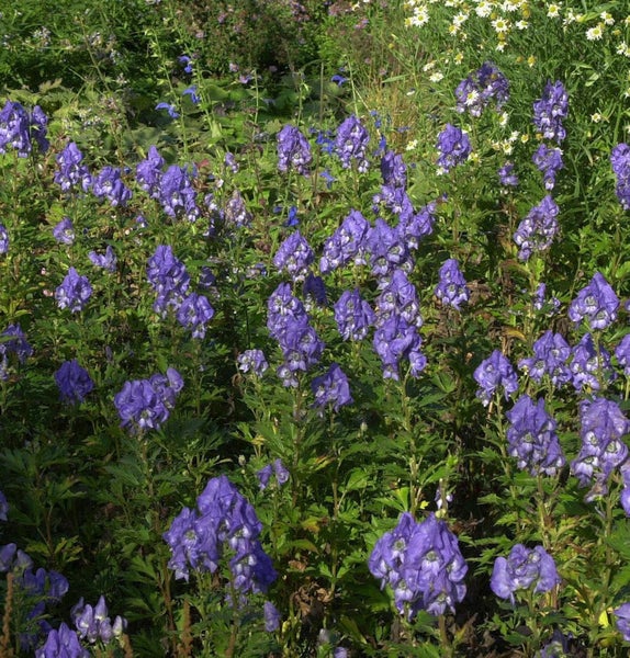 Aussaat von Eisenhut im Garten.
