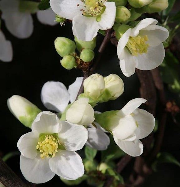 Nahaufnahme von blühenden Zierquittenzweigen