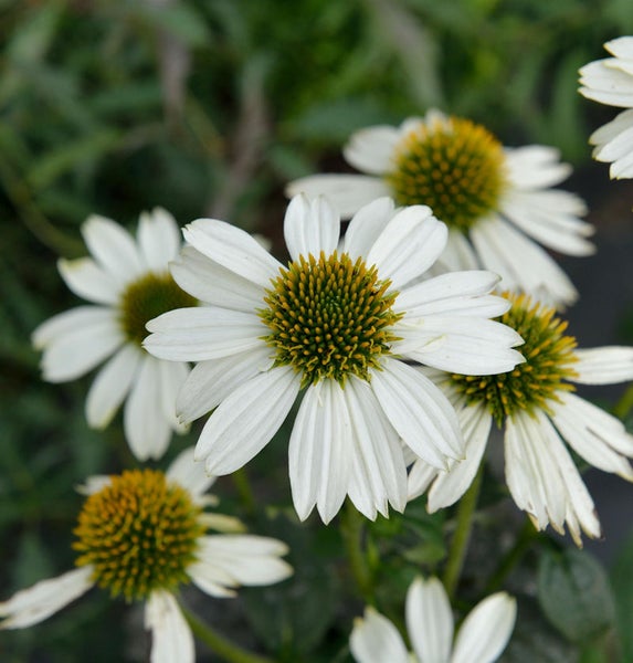 Nahaufnahme von weißen Sonnenhüten mit gelben Blütenkörben