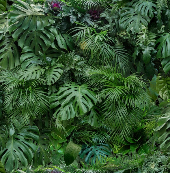 Regenwald - Fototapete - 280x300 cm