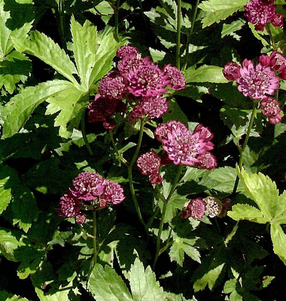 Blütenstand der Sterndolde im Garten